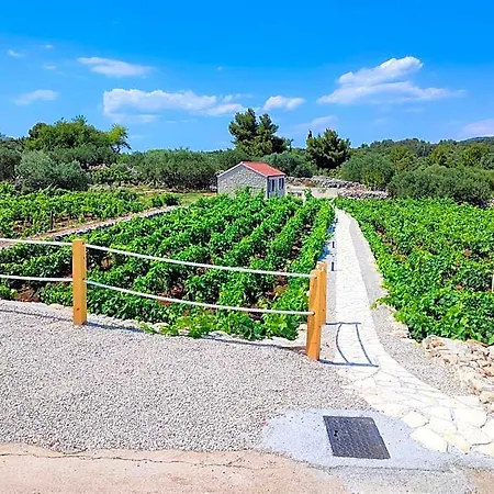Stone House In Vineyard Račišće